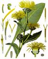 Elecampane - Inula helenium L.