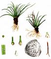 Quillwort - Isoetes lacustris L.