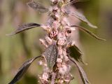 Echtes Herzgespann - Leonurus cardiaca L.