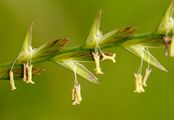 Perennial Rye-Grass - Lolium perenne L.