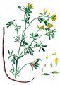 Sickle Medick - Medicago falcata L.