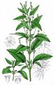 Annual Mercury - Mercurialis annua L.
