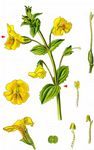 Gelbe Gauklerblume - Mimulus guttatus DC. 