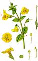 Blood-Drop-Emlets - Mimulus guttatus DC.