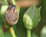 Tobacco - Nicotiana tabacum L.