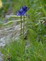 Kugelige Teufelskralle - Phyteuma orbiculare L.