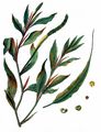 Shining Pondweed - Potamogeton lucens L.