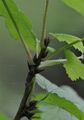 Red Currant - Ribes rubrum L.