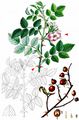 Round-Leaved Dog-Rose - Rosa corymbifera Borkh.