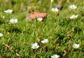 Alpen-Mastkraut - Sagina saginoides (L.) H. Karst.