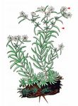 Spanische Fetthenne - Sedum hispanicum L. 