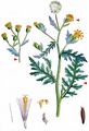 Sticky Groundsel - Senecio viscosus L.