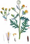 Klebriges Greiskraut - Senecio viscosus L. 