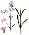 Gewöhnliche Pechnelke - Silene viscaria (L.) Jess.