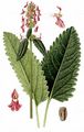 Heil-Ziest - Stachys officinalis (L.) Trevis.