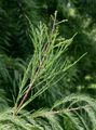 Echte Sumpfzypresse - Taxodium distichum (L.) Rich.