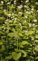 Garlic Mustard - Alliaria petiolata (M. Bieb.) Cavara & Grande