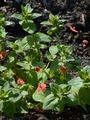 Scarlet Pimpernel - Anagallis arvensis L.