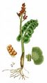 Echte Mondraute - Botrychium lunaria (L.) Sw.