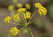 Sichelblättriges Hasenohr - Bupleurum falcatum L.