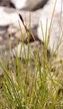 Stachelspitzige Segge - Carex mucronata All.