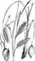 Schnabel-Segge - Carex rostrata Stokes