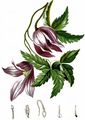 Alpine Clematis - Clematis alpina (L.) Mill.