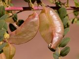 Bladder-Senna - Colutea arborescens L.