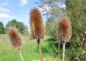 Wild Teasel - Dipsacus fullonum L.