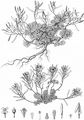 Austrian Whitlowgrass - Draba dubia Suter