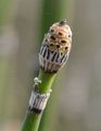 Rough Horsetail - Equisetum hyemale L.