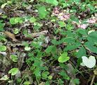 Lesser Celandine - Ficaria verna Huds.