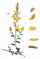 Dyer's Greenweed - Genista tinctoria L.
