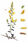 Färber-Ginster - Genista tinctoria L. 