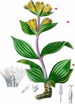 Tüpfel-Enzian - Gentiana punctata L. 