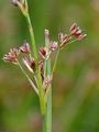 Spitzblütige Binse - Juncus acutiflorus Ehrh. ex Hoffm.