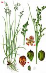 Zusammengedrückte Binse - Juncus compressus Jacq. 