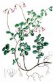 Twinflower - Linnaea borealis L.