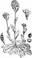 Alpine Penny-Cress - Noccaea caerulescens (J. Presl & C. Presl) F. K. Mey.
