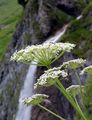 Masterwort - Peucedanum ostruthium (L.) W. D. J. Koch