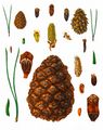 Dwarf Mountain-Pine - Pinus mugo Turra