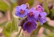 Sticky Lungwort - Pulmonaria mollis Hornem.