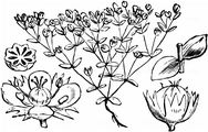 Allseed - Radiola linoides Roth