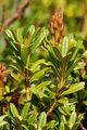 Rhododendron ferrugineum (Rostblättrige Alpenrose) - die Blattunterseite ist im Alter durch Schuppenhaare rotbraun bis rostfarben