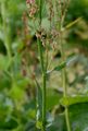 Berg-Sauerampfer - Rumex arifolius All.