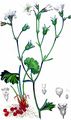 Meadow Saxifrage - Saxifraga granulata L.