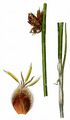 Sharp Club-Rush - Schoenoplectus pungens (Vahl) Palla