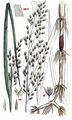 Swamp Grass - Scolochloa festucacea (Willd.) Link