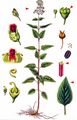 Common Figwort - Scrophularia nodosa L.