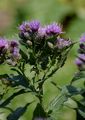 Saw-Wort - Serratula tinctoria L.
